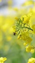 春天油菜花开放蜜蜂采蜜游客赏花视频的预览图